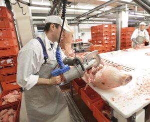 Meat Study - Processing of pig carcasses in a slaughterhouse